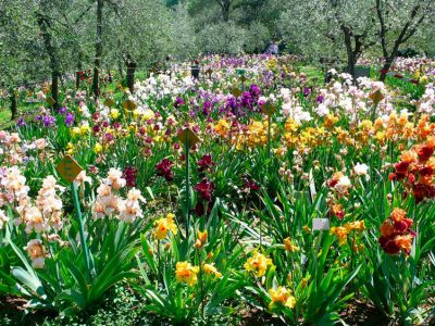 Fiorisce l’iris e riapre il Giardino dedicato al bel fiore