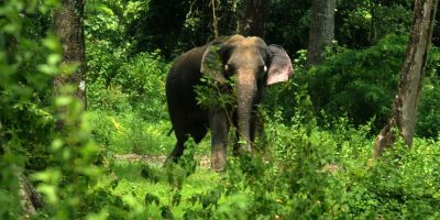 India: sullo stato di salute delle foreste è gu...
