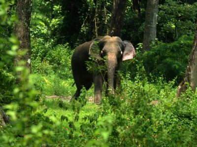 India: sullo stato di salute delle foreste è guerra di dati