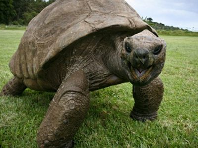 Ha quasi 190 anni Jonathan, il decano delle tartarughe vive a Sant’Elena
