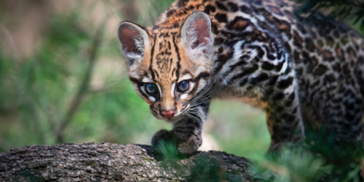 Ecco Keyra, unica ocelot nata in un parco zoolo...