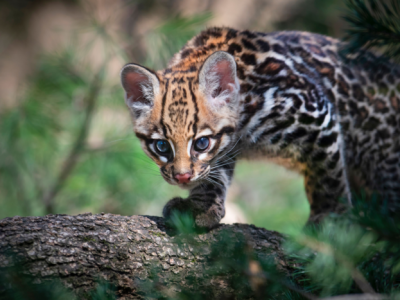 Ecco Keyra, unica ocelot nata in un parco zoologico italiano