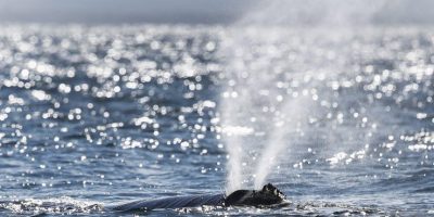 Appello per l’oceano “cuore blu pul...