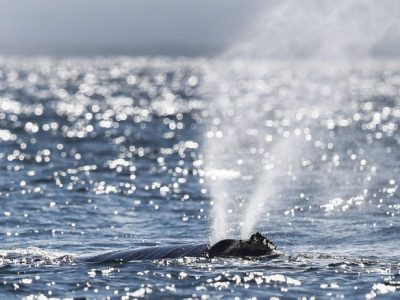 Appello per l’oceano “cuore blu pulsante del nostro pianeta”