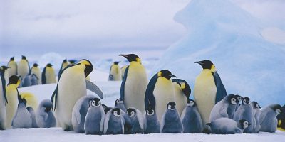 Si scioglie il ghiaccio e muoiono migliaia di p...