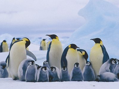 Si scioglie il ghiaccio e muoiono migliaia di piccoli pinguini imperatore