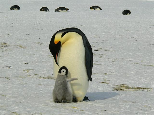 giornata mondiale pinguino