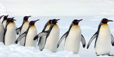 Oggi è la Giornata mondiale del pinguino presen...