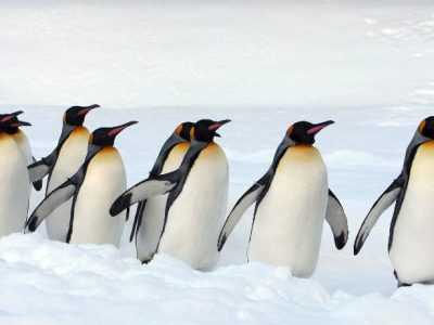 Oggi è la Giornata mondiale del pinguino presente in 18 razze