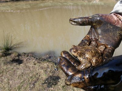 Scoperto l’inquinatore volontario del laghetto di Serle