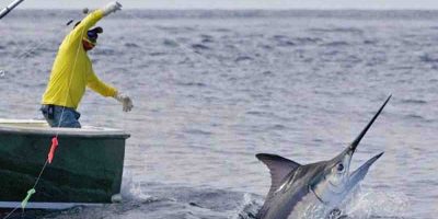 Pesca al pesce spada: la Ue ha respinto il rico...