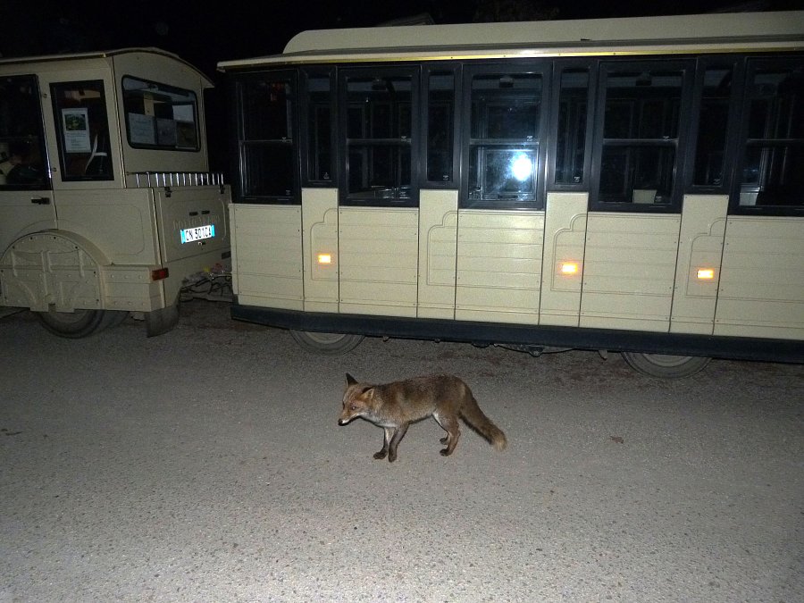 Parco della Mandria, volpe e trenino