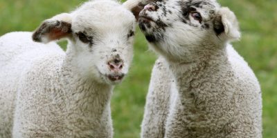 “Lasciamoli vivere”: un appello all...