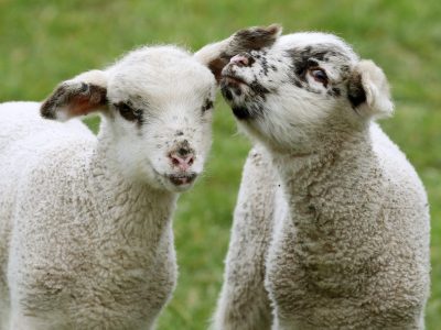 “Lasciamoli vivere”: un appello alle mamme per una Pasqua più umana