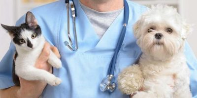 Ricetta veterinaria elettronica: da oggi è obbl...