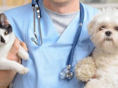 Ricetta veterinaria elettronica: da oggi è obbligatoria