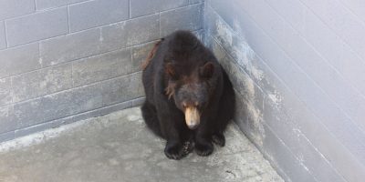 Lo zoo è chiuso da tre mesi ma gli animali sono...