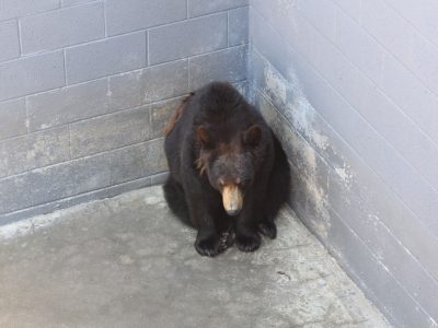 Lo zoo è chiuso da tre mesi ma gli animali sono ancora in gabbia
