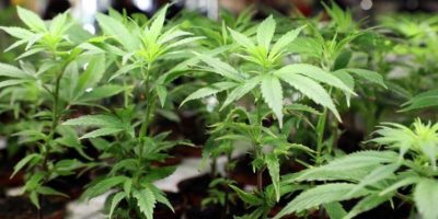 I derivati della cannabis fuori legge: parola d...