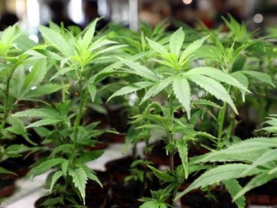 I derivati della cannabis fuori legge: parola di Cassazione