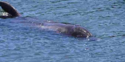 Vigile si tuffa in mare e salva delfino che s&#...