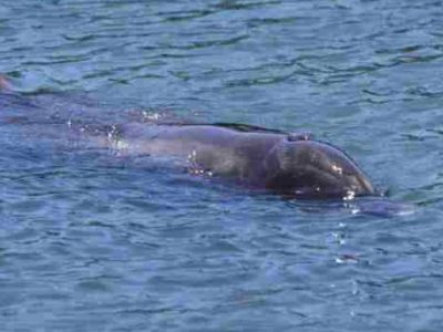 Vigile si tuffa in mare e salva delfino che s’è “spiaggiato”