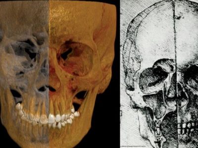 L’anatomia di Leonardo precisa come una Tac