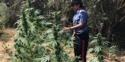 Coltivavano droga in Aspromonte: 20 arresti
