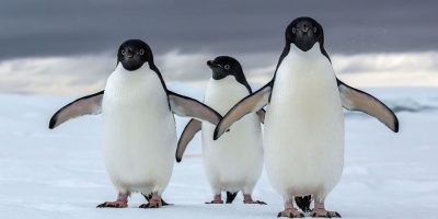 Antartide, droni in soccorso per censire i ping...