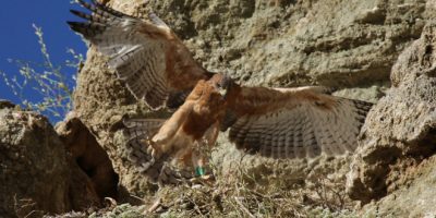Sei aquile di Bonelli sono sbarcate in Sardegna