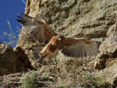 Sei aquile di Bonelli sono sbarcate in Sardegna