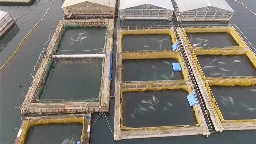 orche balene prigioniere