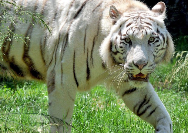 biodiversita tigre bianca