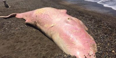 Video: la plastica ritrovata nel capodoglio spi...