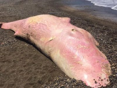 Video: la plastica ritrovata nel capodoglio spiaggiato