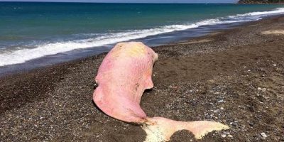 Trovato un Capodoglio morto sulla spiaggia di L...