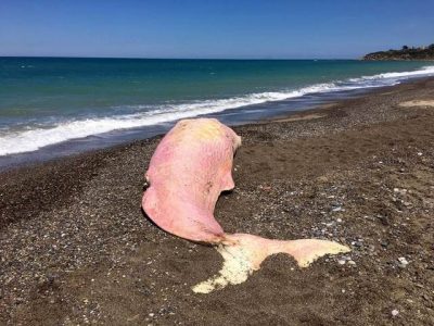 Trovato un Capodoglio morto sulla spiaggia di Lascari