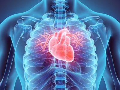 Passi in avanti verso il cuore artificiale, grazie a materiali innovativi