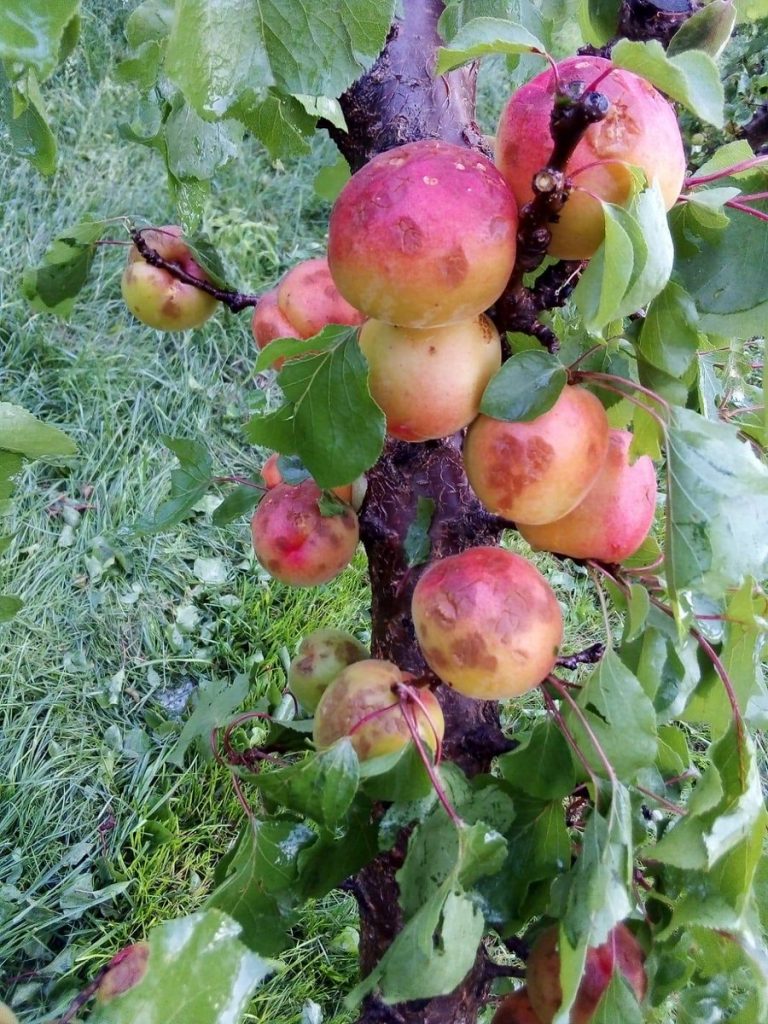 coldiretti effetti del maltempo