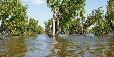 Il 60% delle ciliegie Bigarreau nel barese dist...