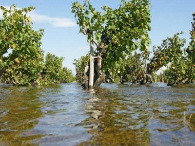 Il 60% delle ciliegie Bigarreau nel barese distrutte dal maltempo