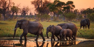 Nel Botswana riapre la caccia agli elefanti, ca...