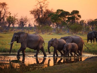 Nel Botswana riapre la caccia agli elefanti, cassato il divieto del 2014