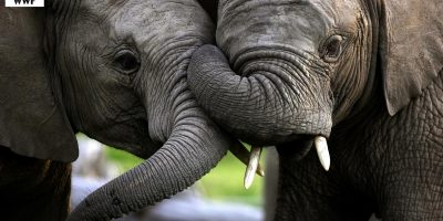 Elefanti sempre più a rischio estinzione, sterm...