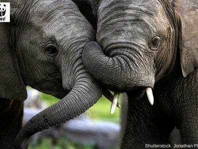 Elefanti sempre più a rischio estinzione, sterminati dai bracconieri