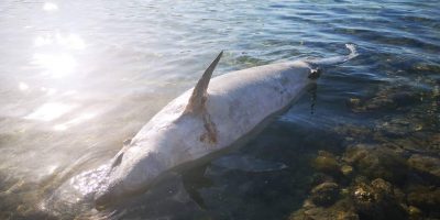 Un delfino adulto è stato trovato morto, spiagg...
