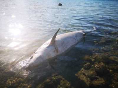 Un delfino adulto è stato trovato morto, spiaggiato, a Golfo Aranci