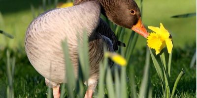 L’attività fisica accresce le capacità ol...