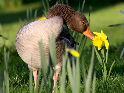 L’attività fisica accresce le capacità olfattive