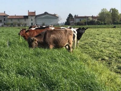 Kering, nuovi standard ‘welfare’ animali, pascoli e agricoltura rigenerativa
